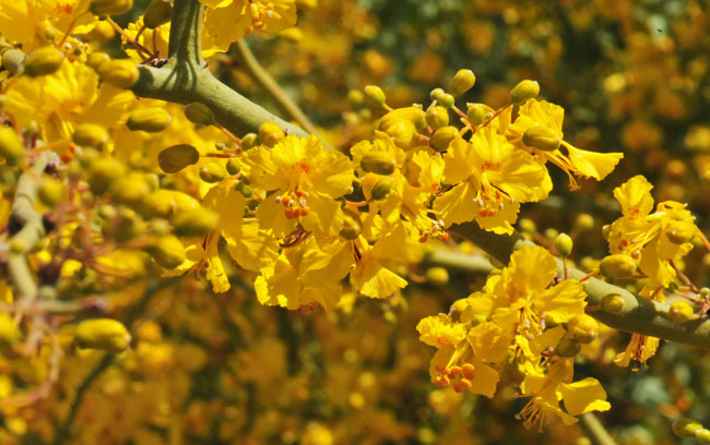 Blue Paloverde blooms from March to April or May and occasionally again from August to October following summer monsoon rainfall. Blue Paloverde typically blooms a week or two before Yellow Paloverde. Parkinsonia florida 